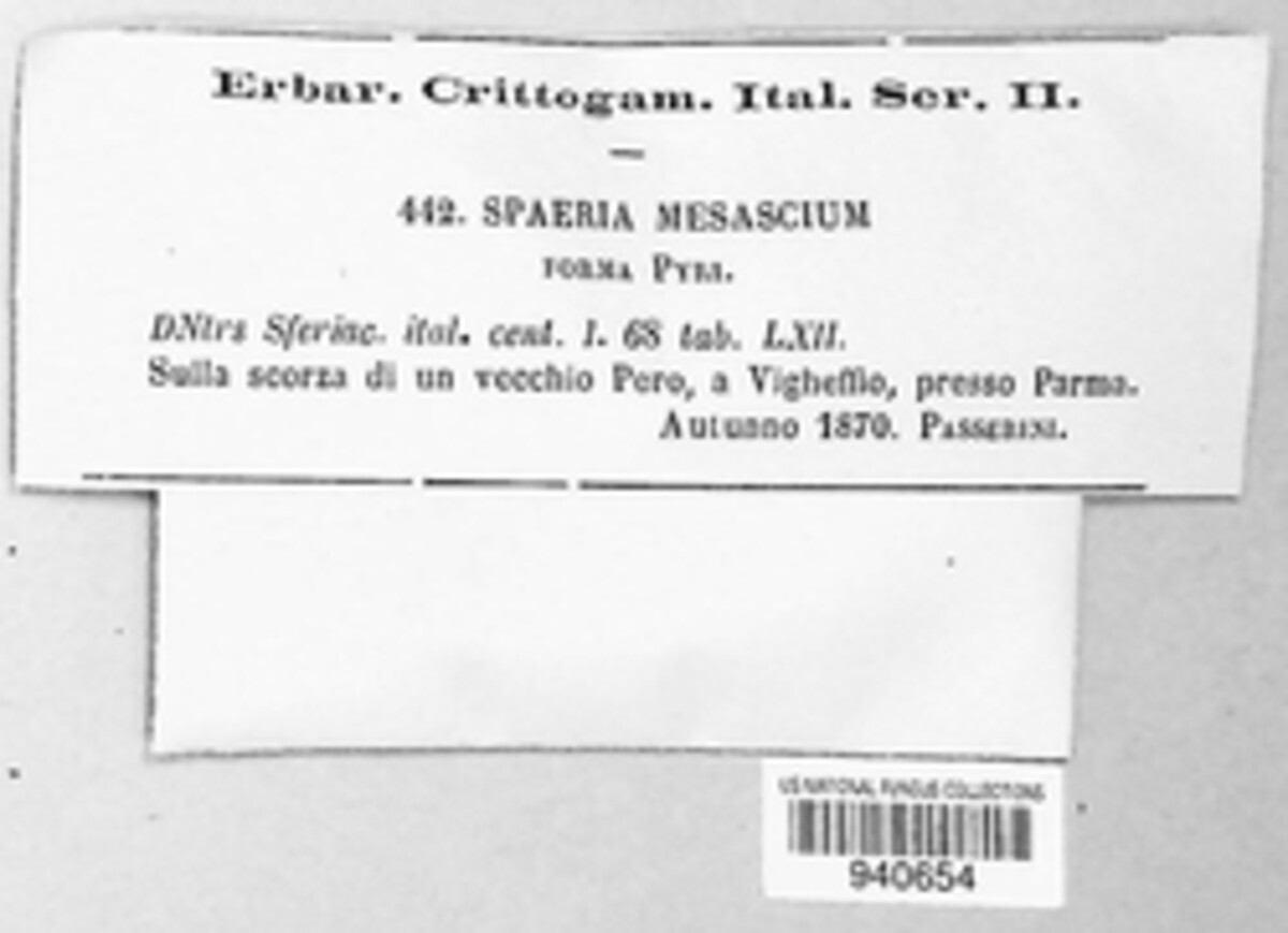 Decaisnella mesascium image